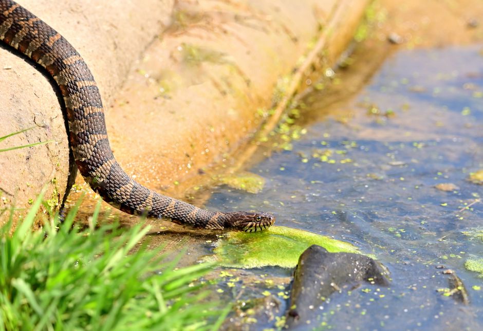 Unclog Your Bathroom Sink: Top Drain Snakes Tested
